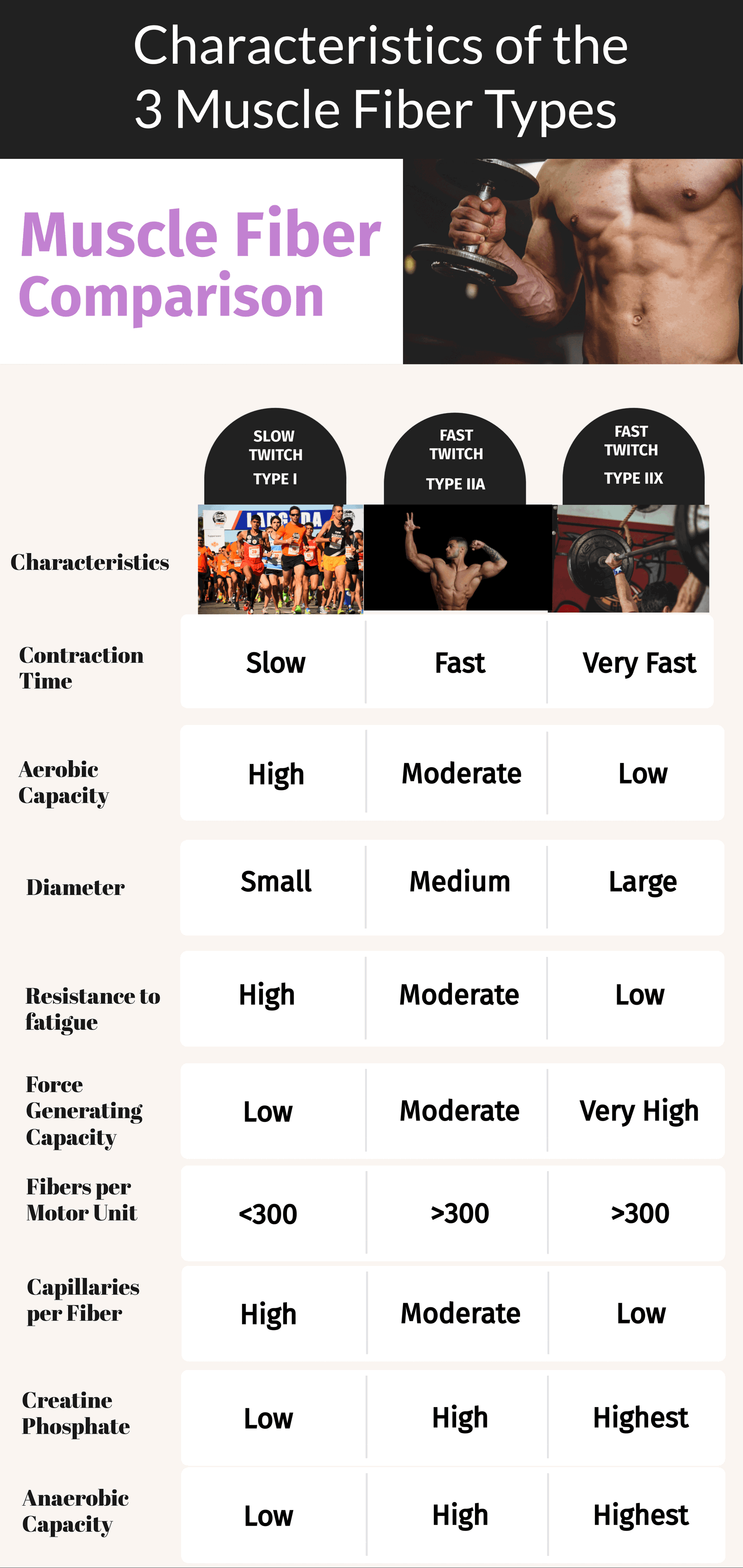 Muscle Hypertrophy: Understand the Mechanisms and Research - EVIDENCE ...