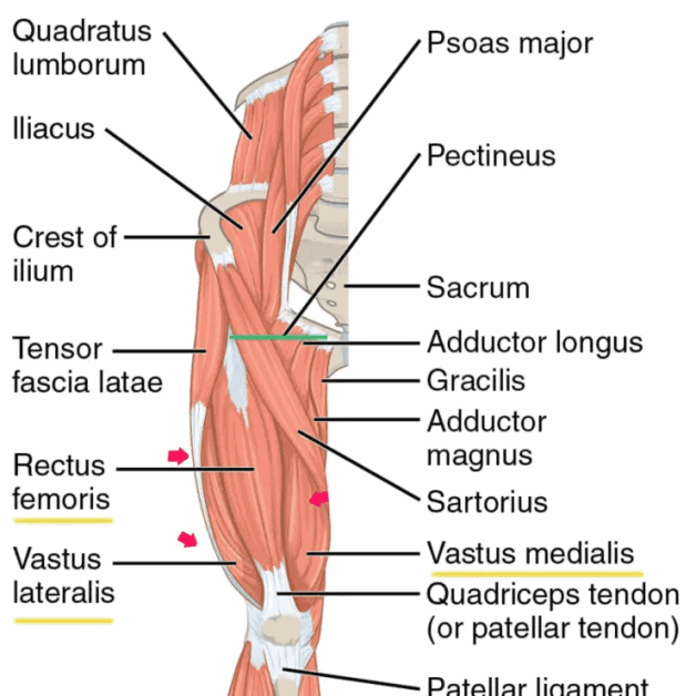 Squats vs. Leg Extensions for Quad Gains: Which is Better? - EVIDENCE ...