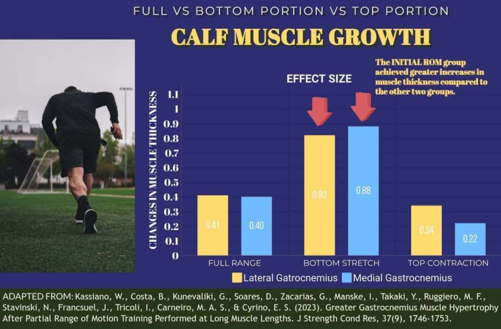 Optimal Range Of Motion For Calf Muscle Growth Ultimate Guide Evidence Based Muscle 5076